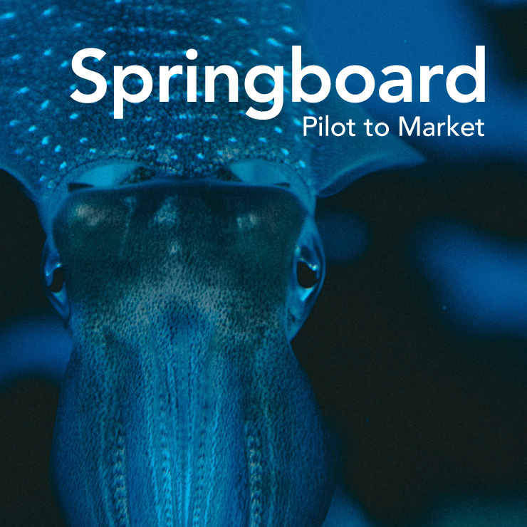 Springboard